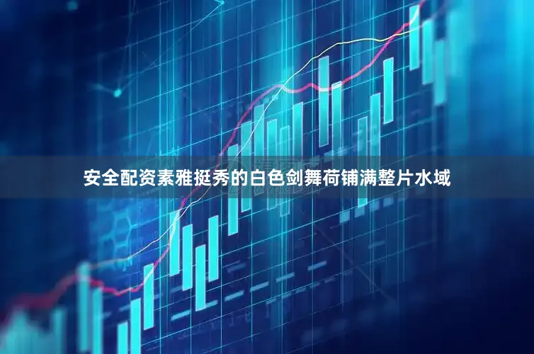 安全配资素雅挺秀的白色剑舞荷铺满整片水域